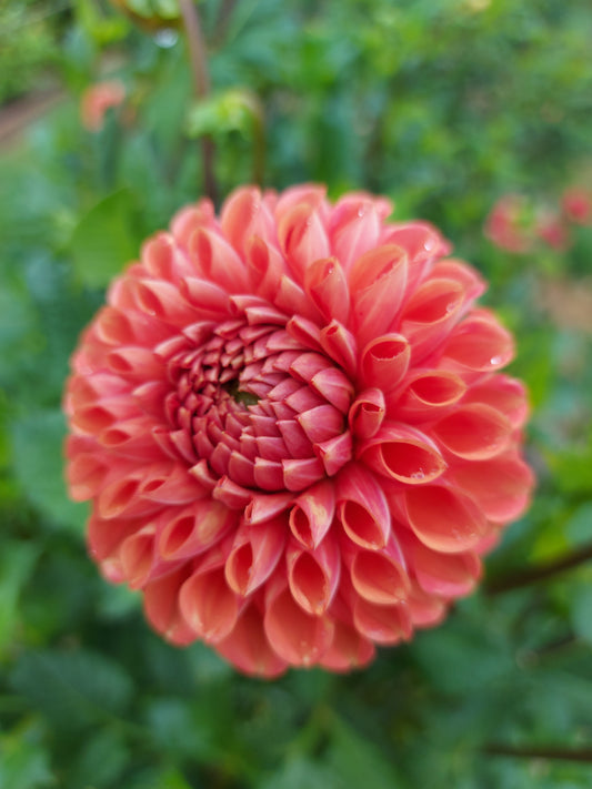 Dahlia "Cornel Bronze"