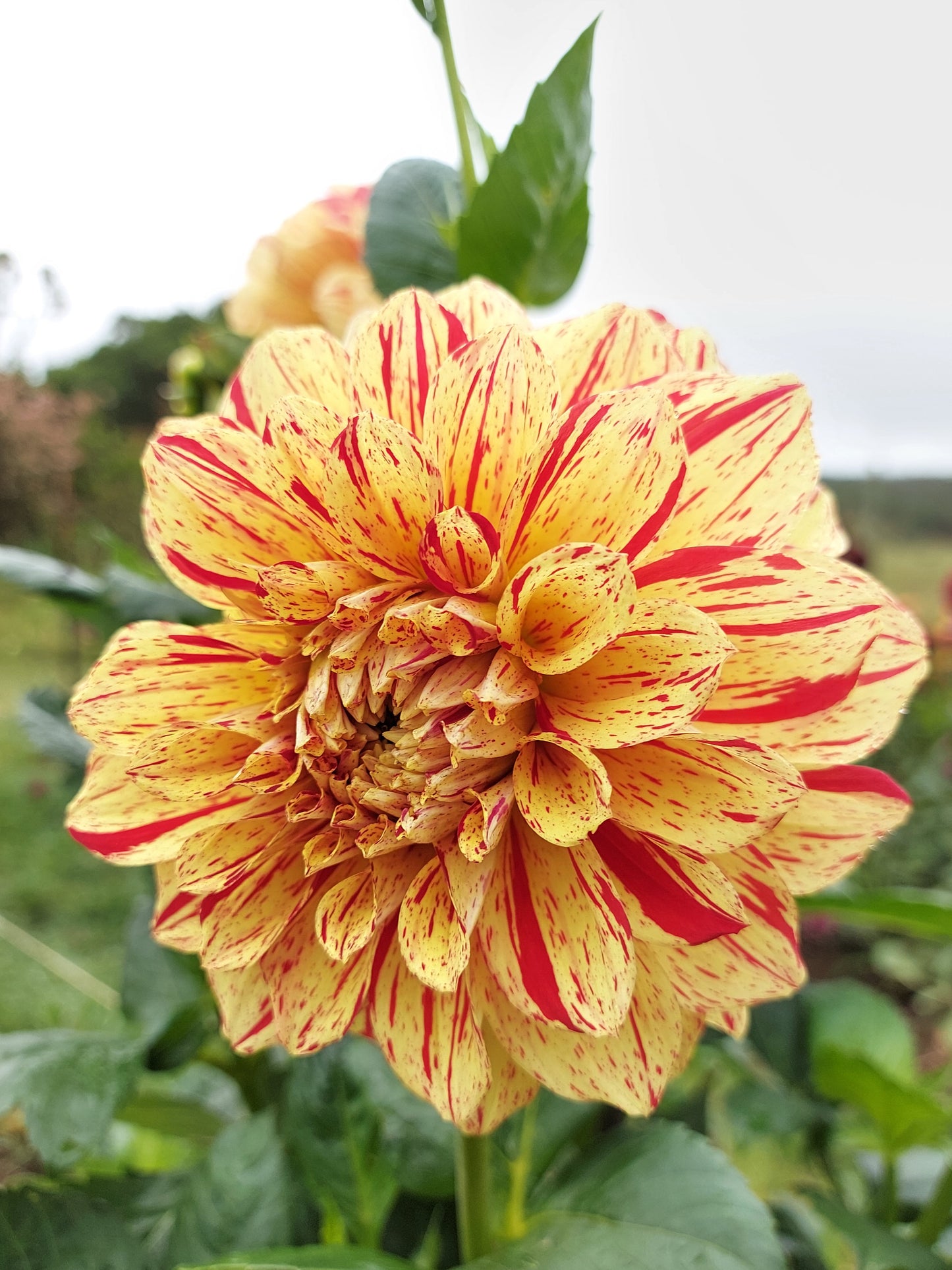 Dahlia "Gloriosa"