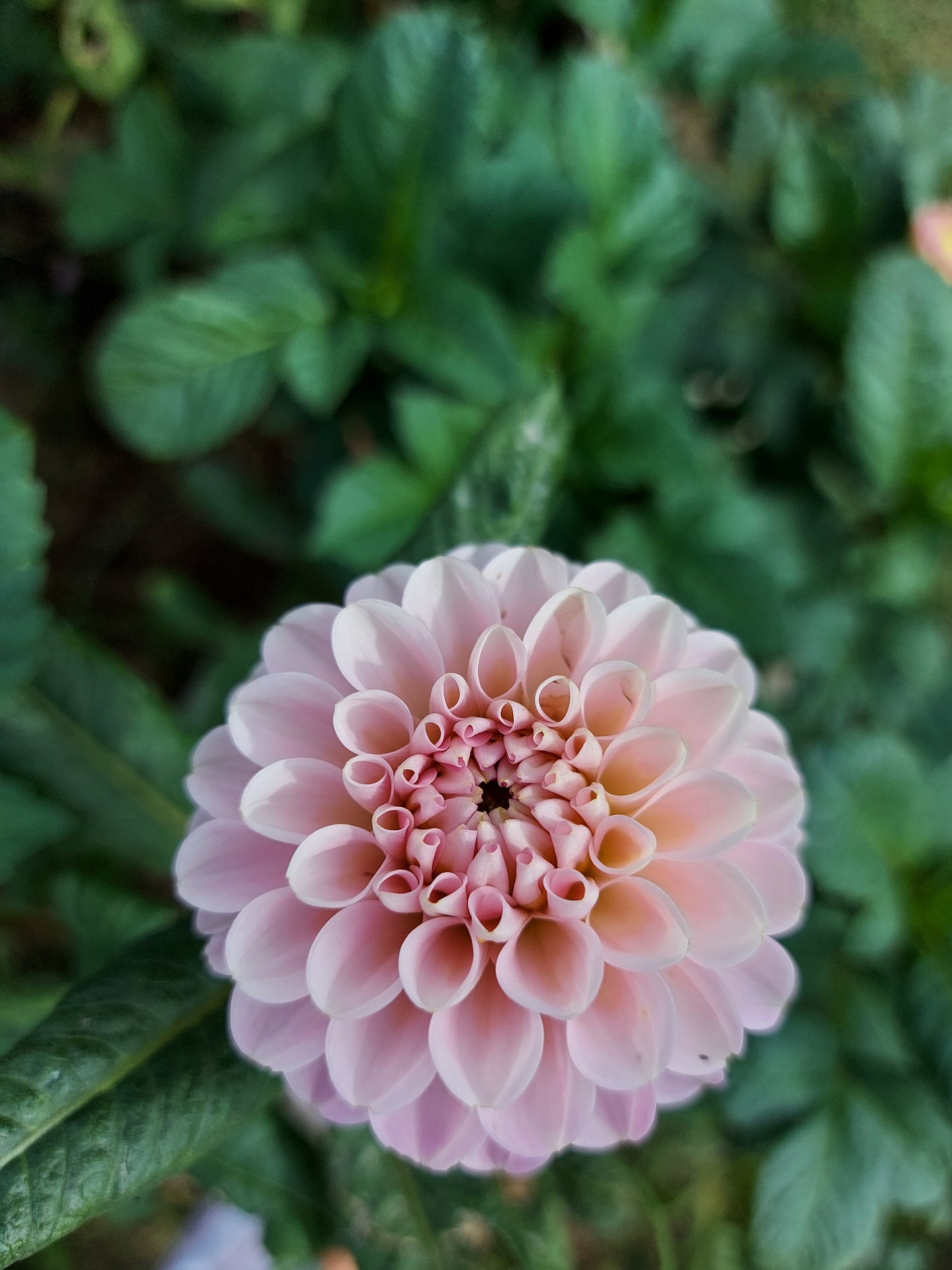 Dahlia "Wizard of Oz"