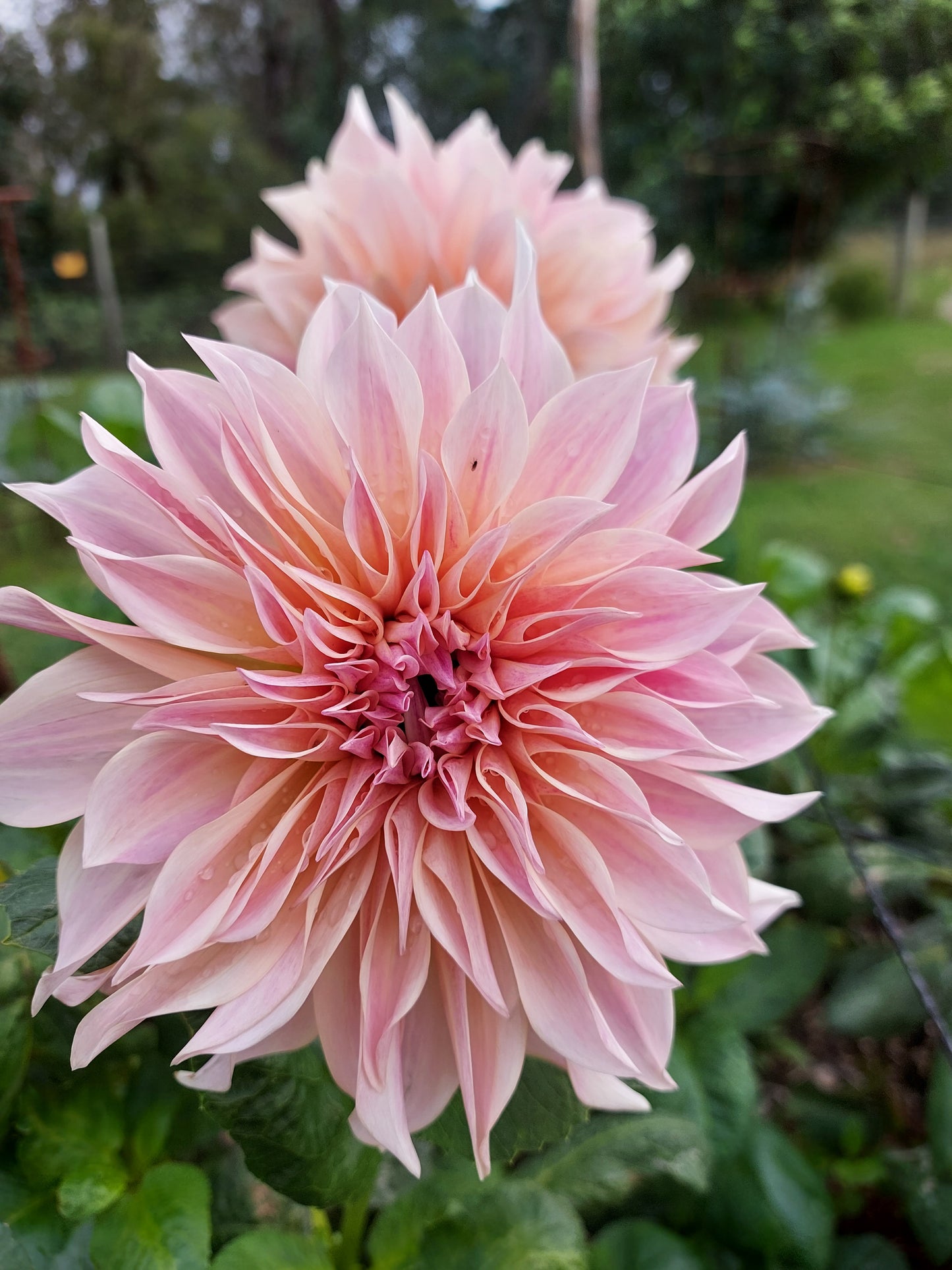 Dahlia "Cafe au Lait"