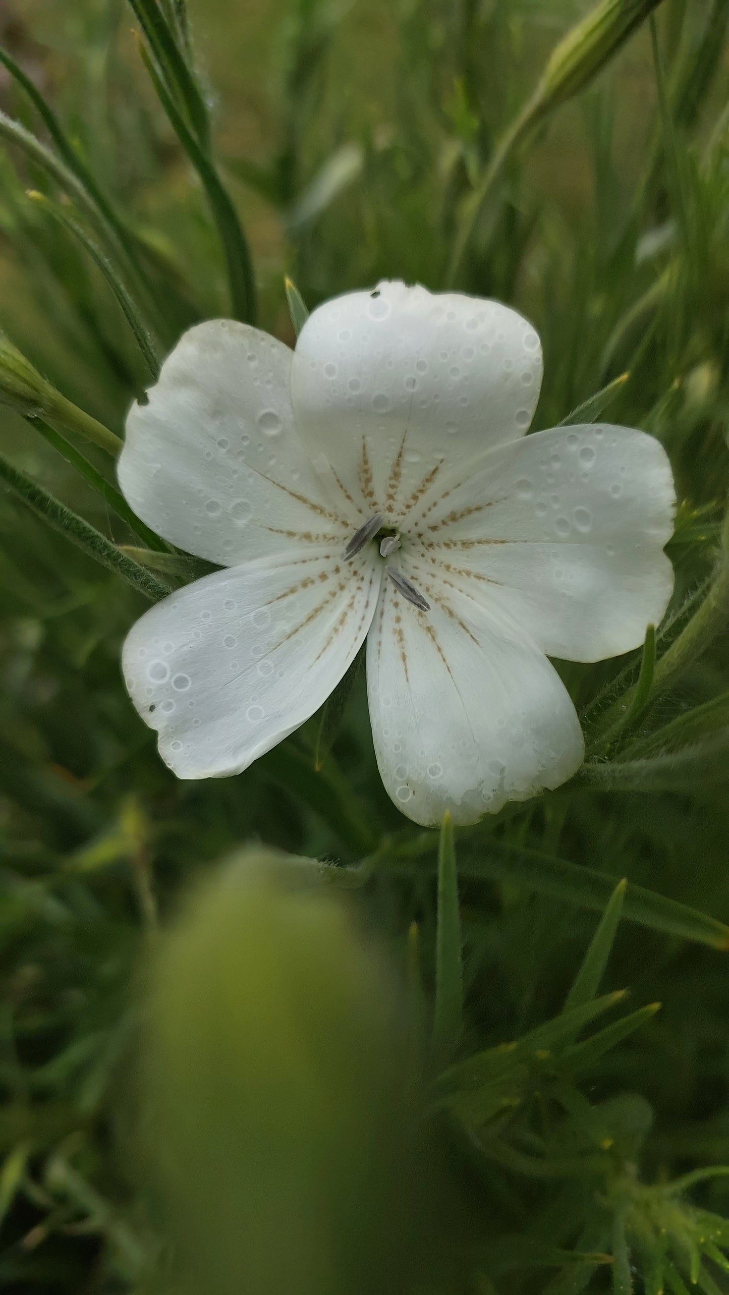 Agrostemma White