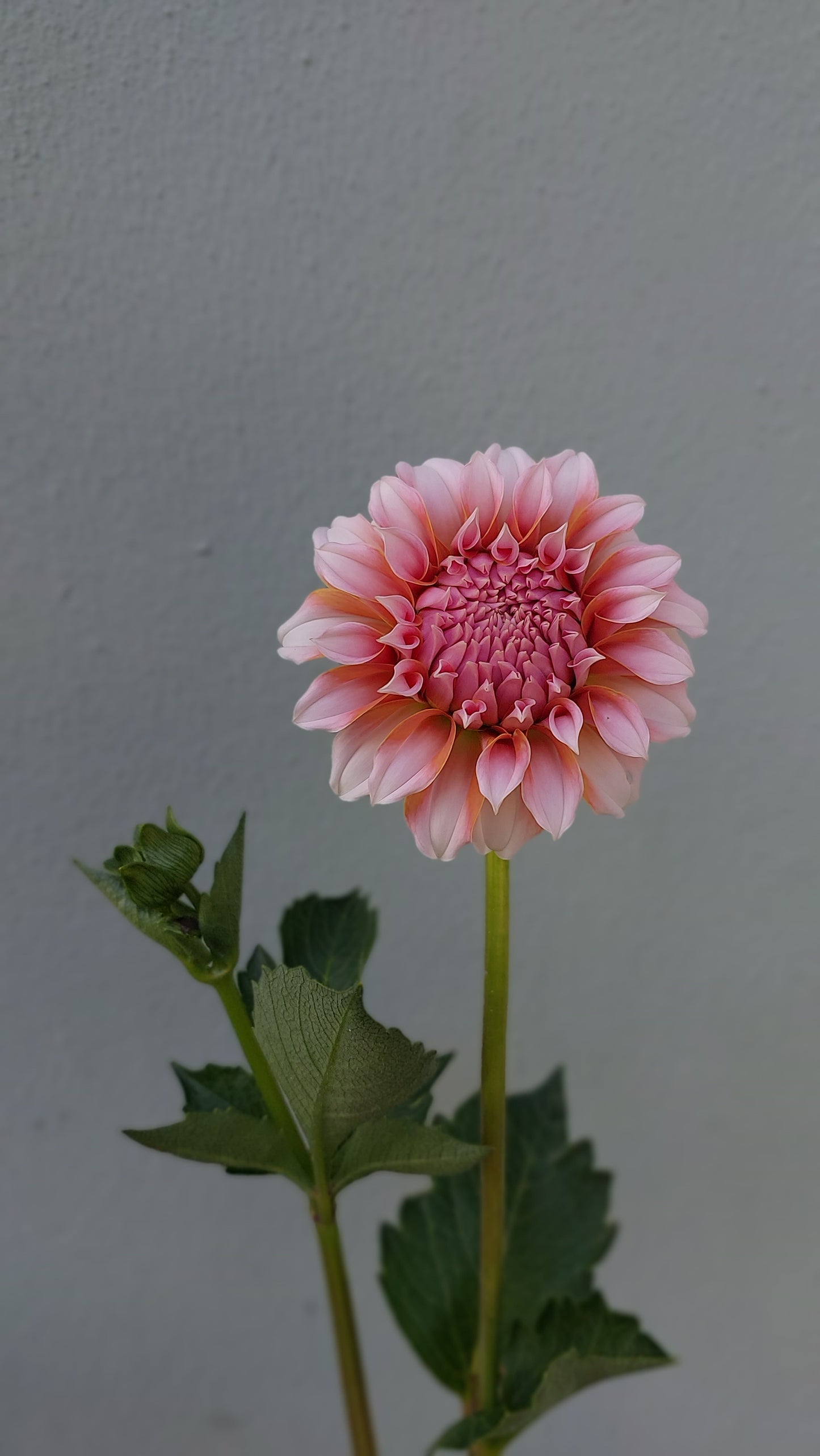 Dahlia “Peaches"