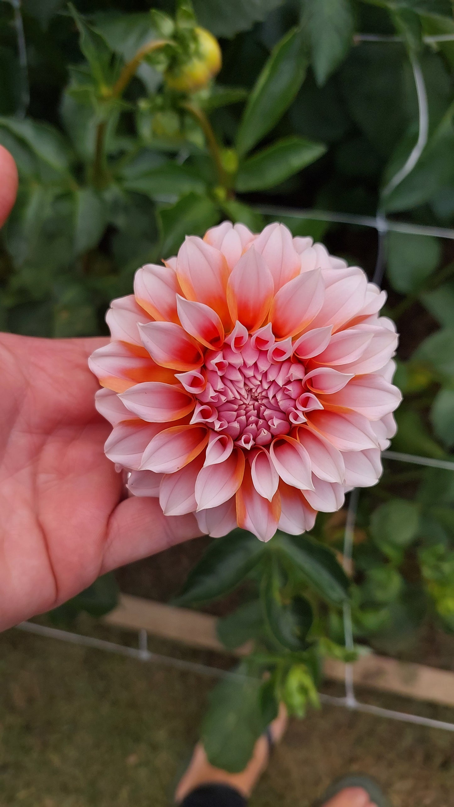 Dahlia “Peaches"