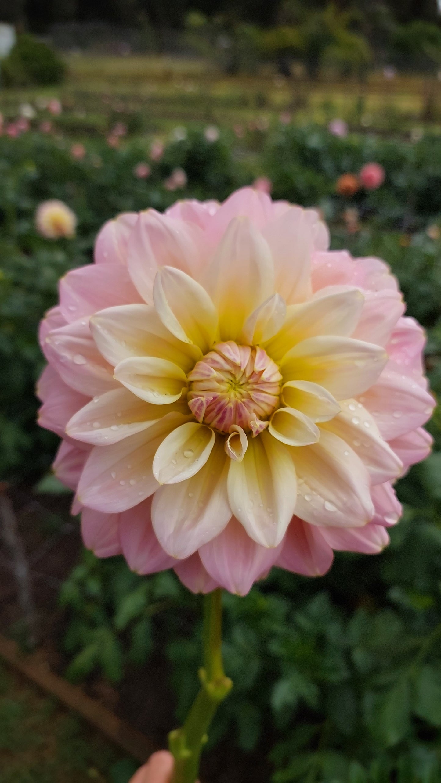 Dahlia "Sheer Heaven"