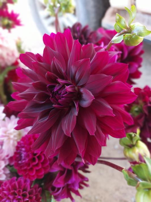 Dahlia "Rip City"