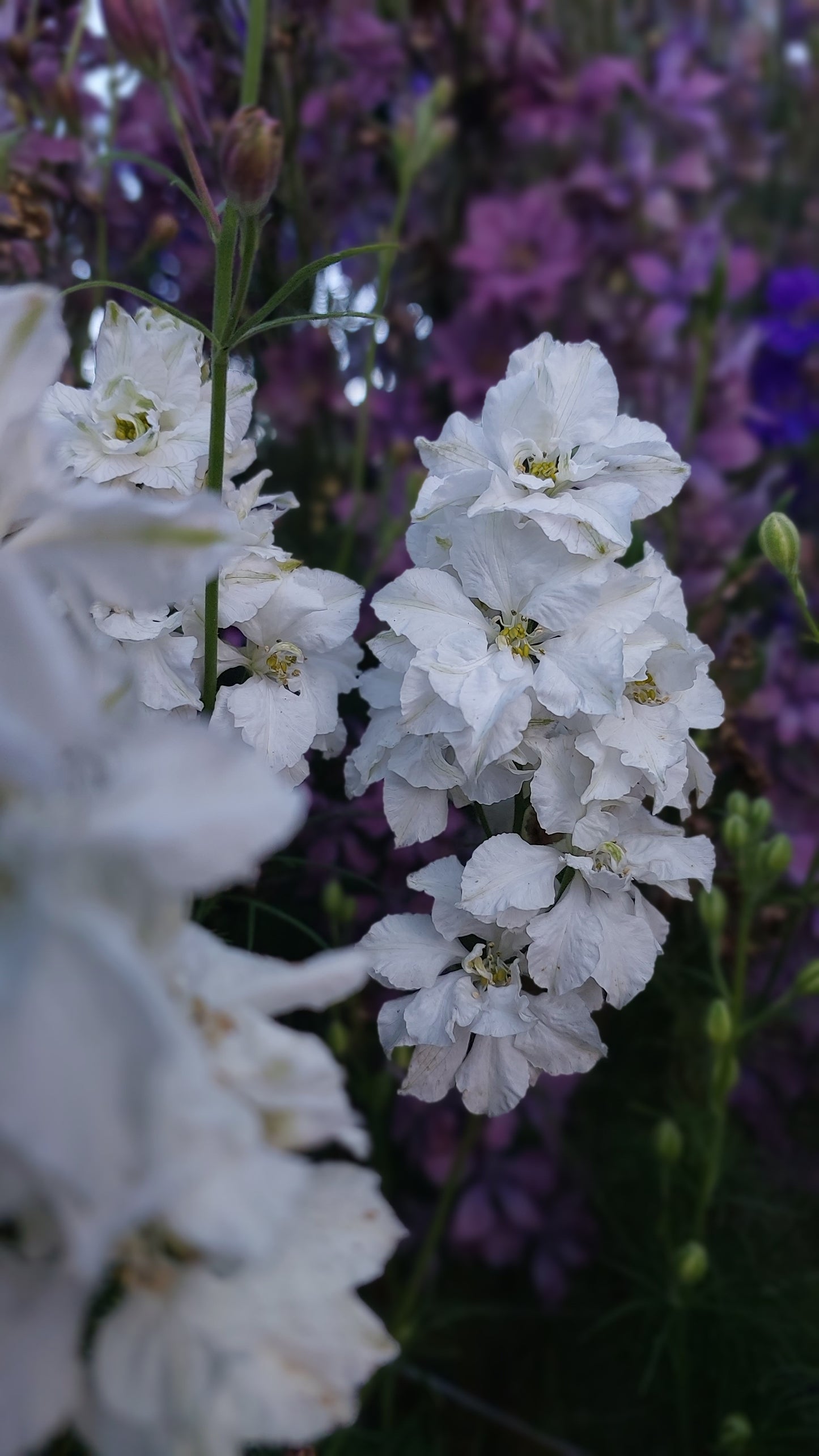 Larkspur white