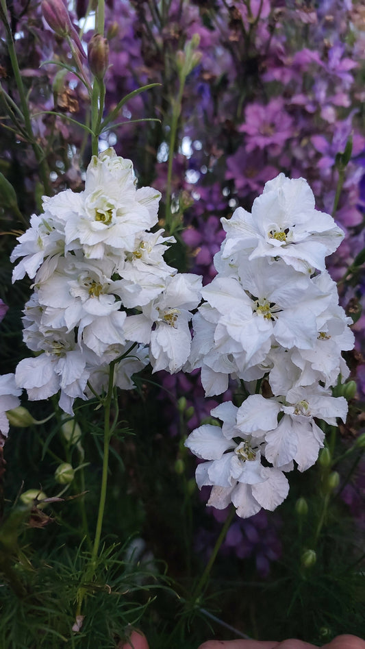 Larkspur white