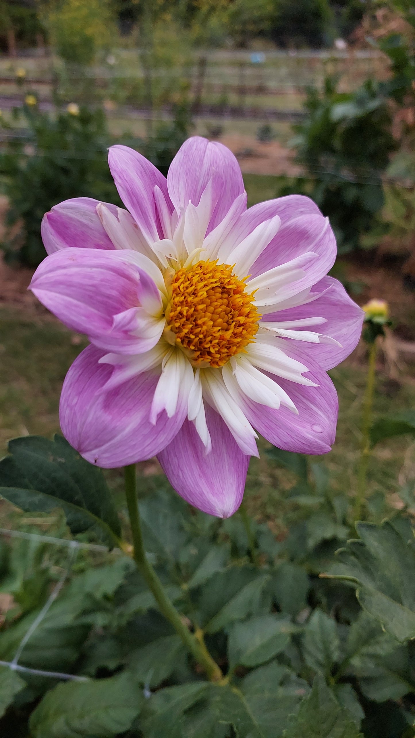 Dahlia “Teesbrooke Audrey"