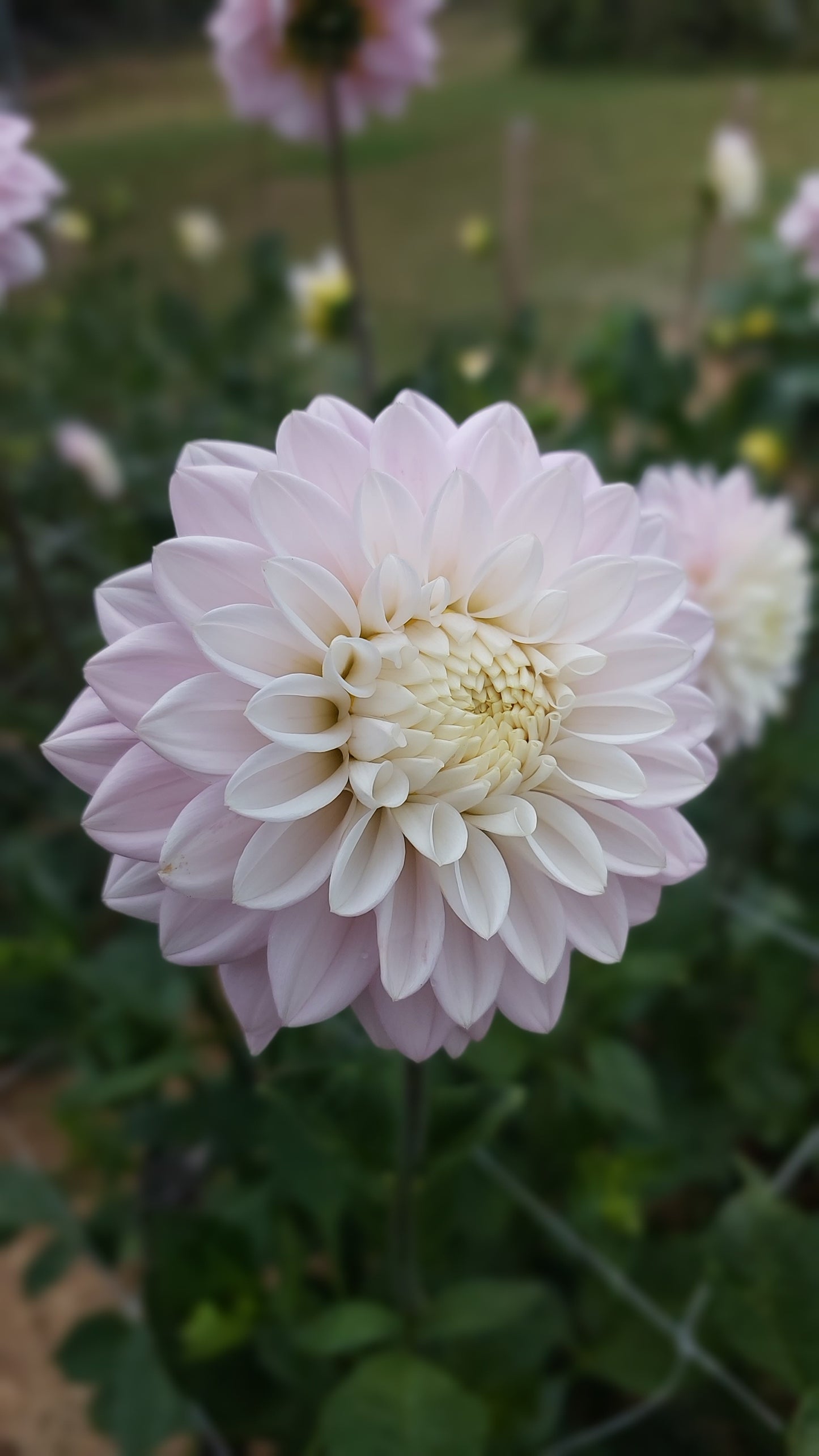 Dahlia "Smokey Jo'