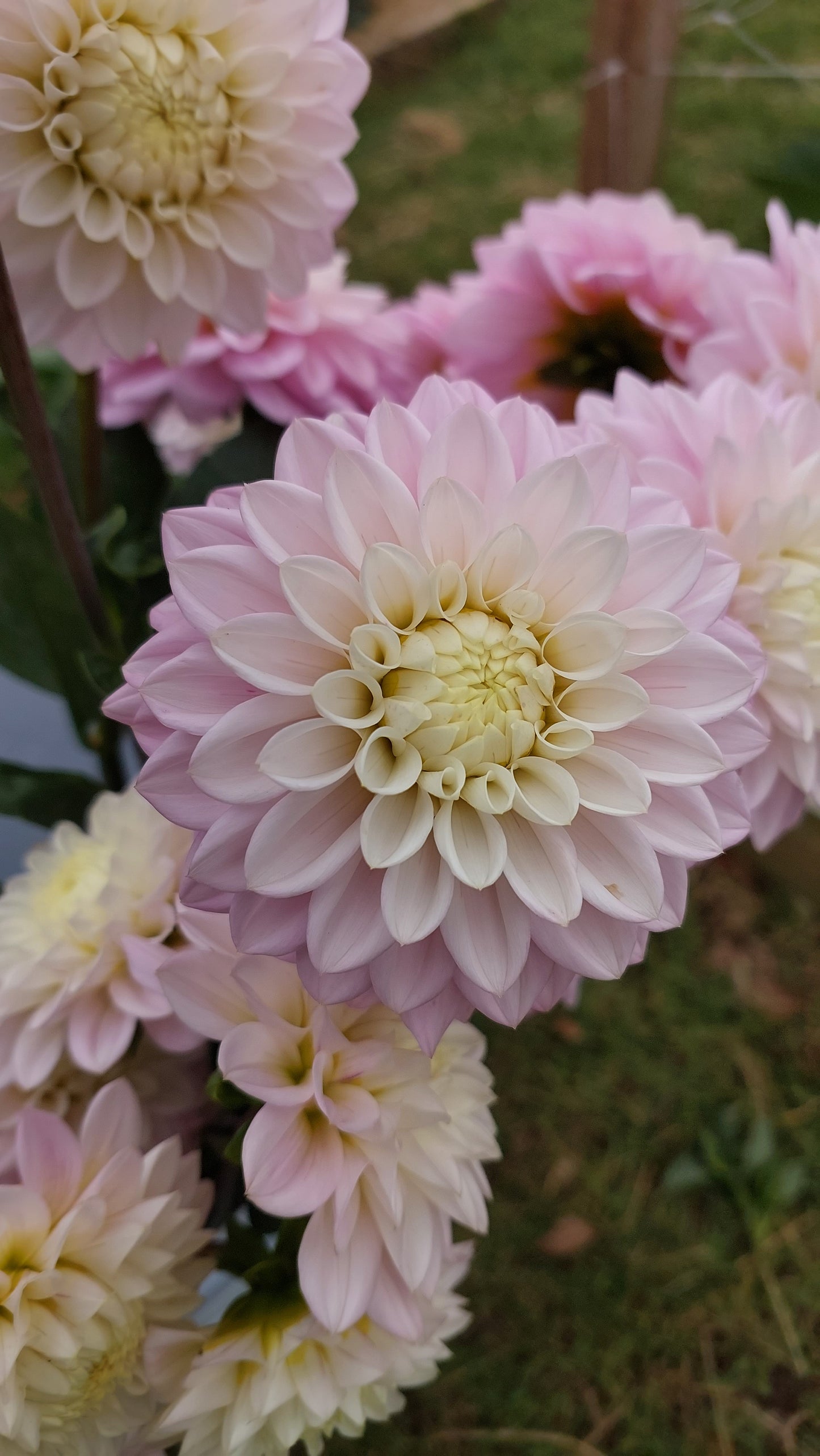 Dahlia "Smokey Jo'