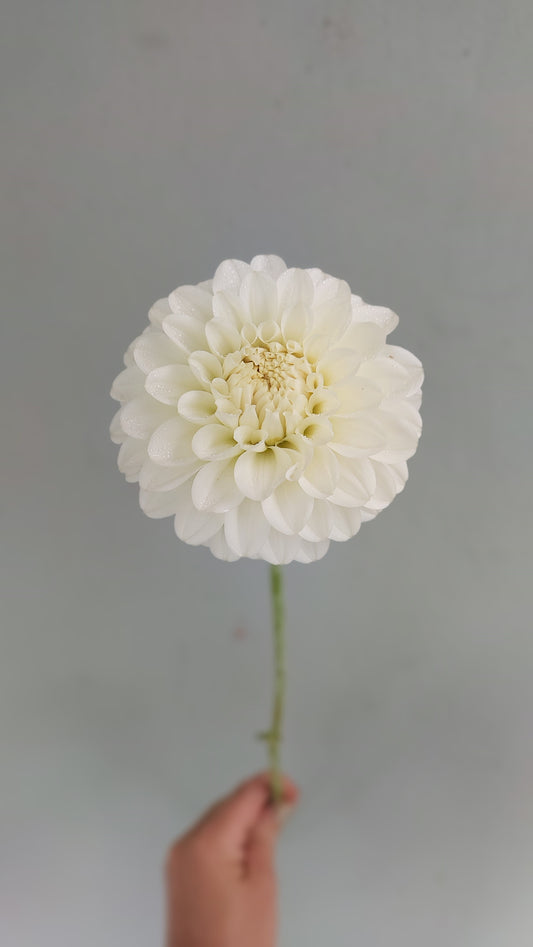 Dahlia "White Trophy"