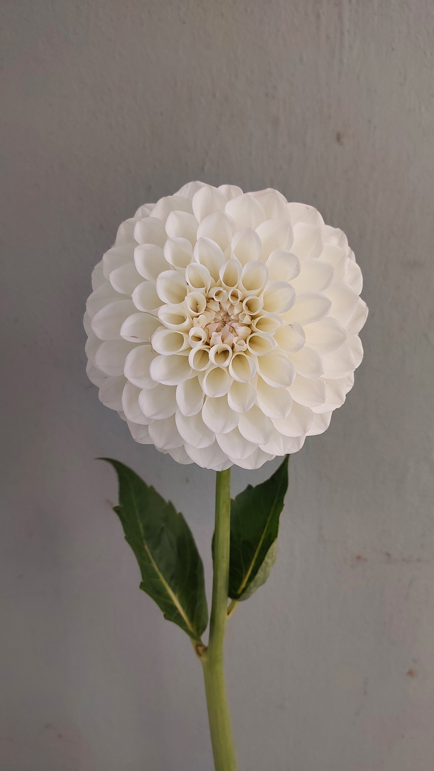 Dahlia "Boom Boom White"