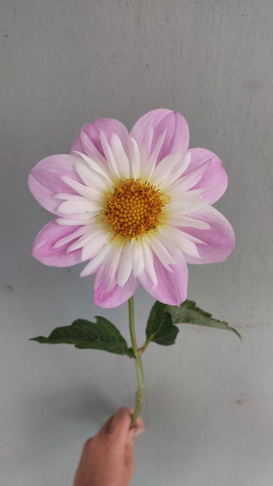 Dahlia “Teesbrooke Audrey"