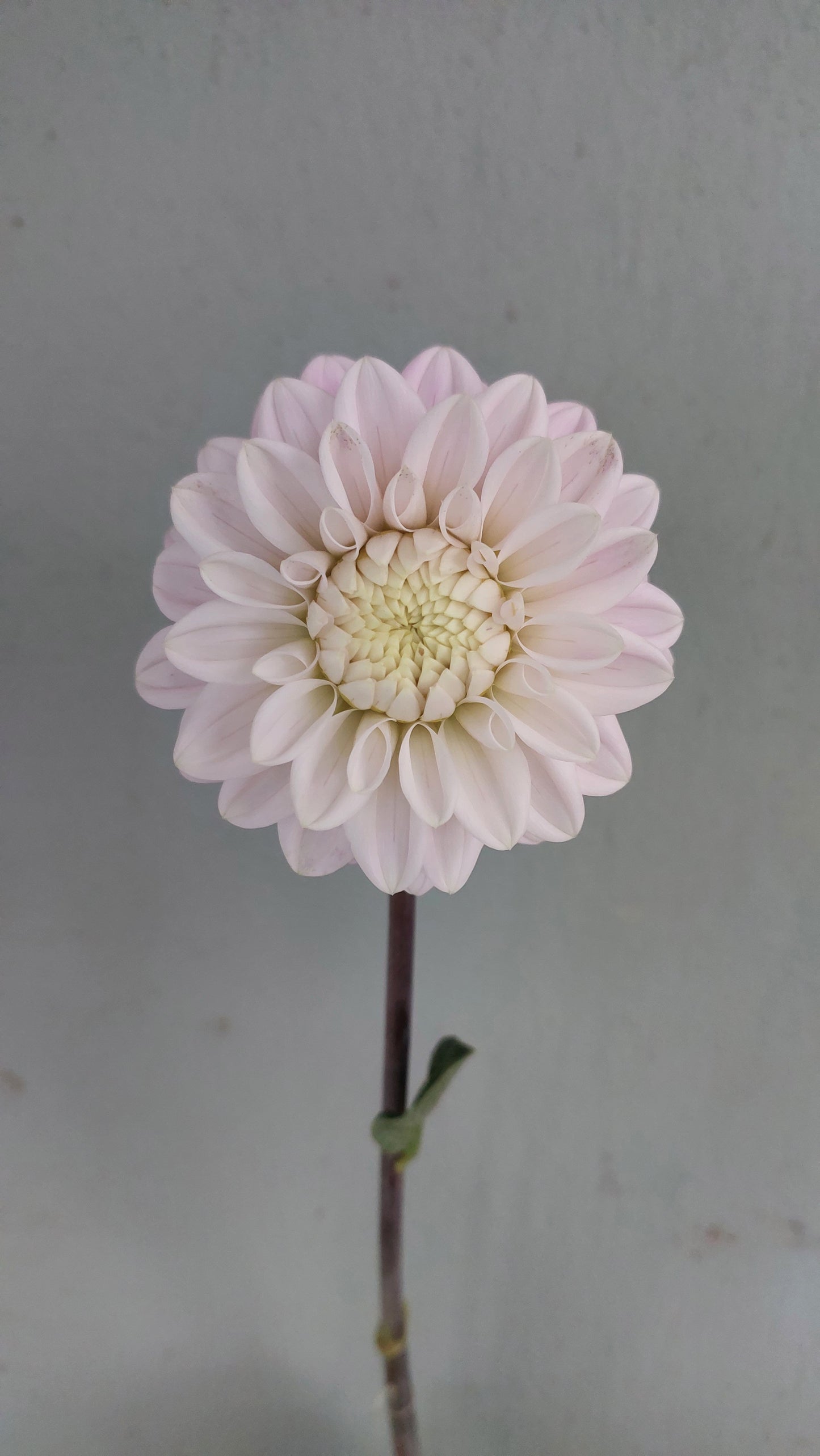 Dahlia "Smokey Jo'