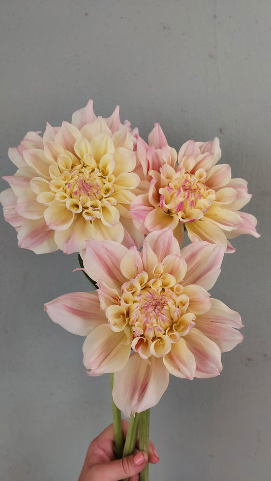 Dahlia "Breakout"