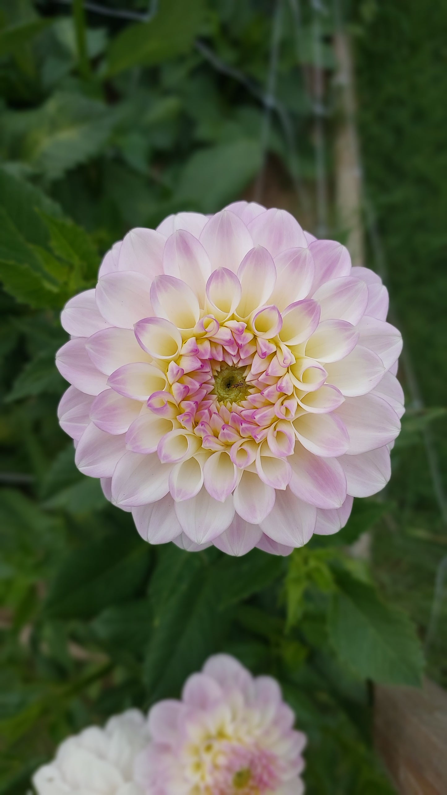 Dahlia "Janick's Symphony"