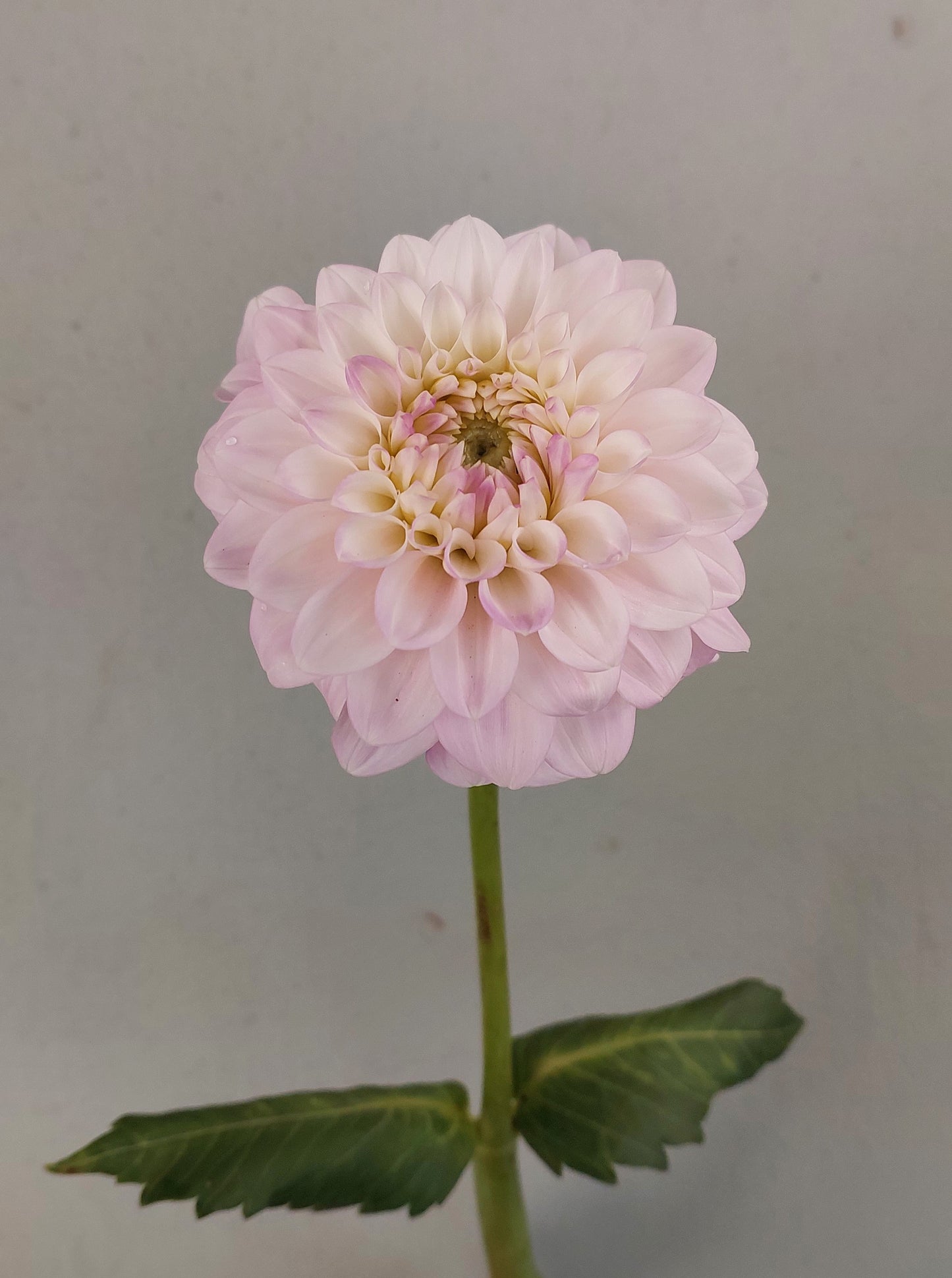 Dahlia "Janick's Symphony"