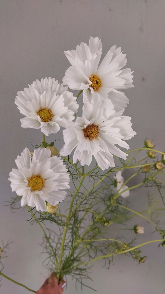 Cosmos Fizzy White