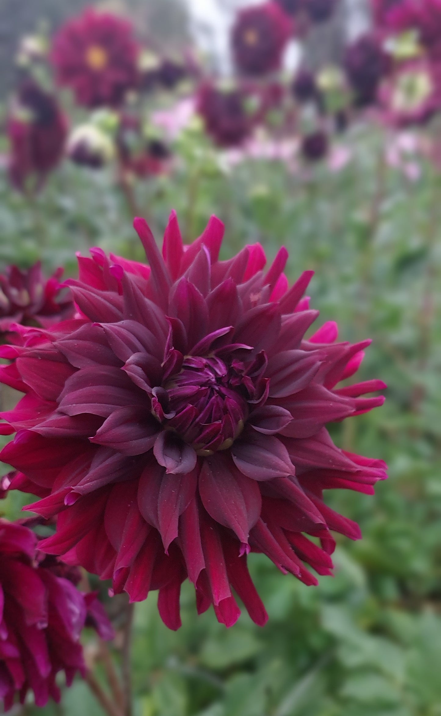 Dahlia "Rip City"