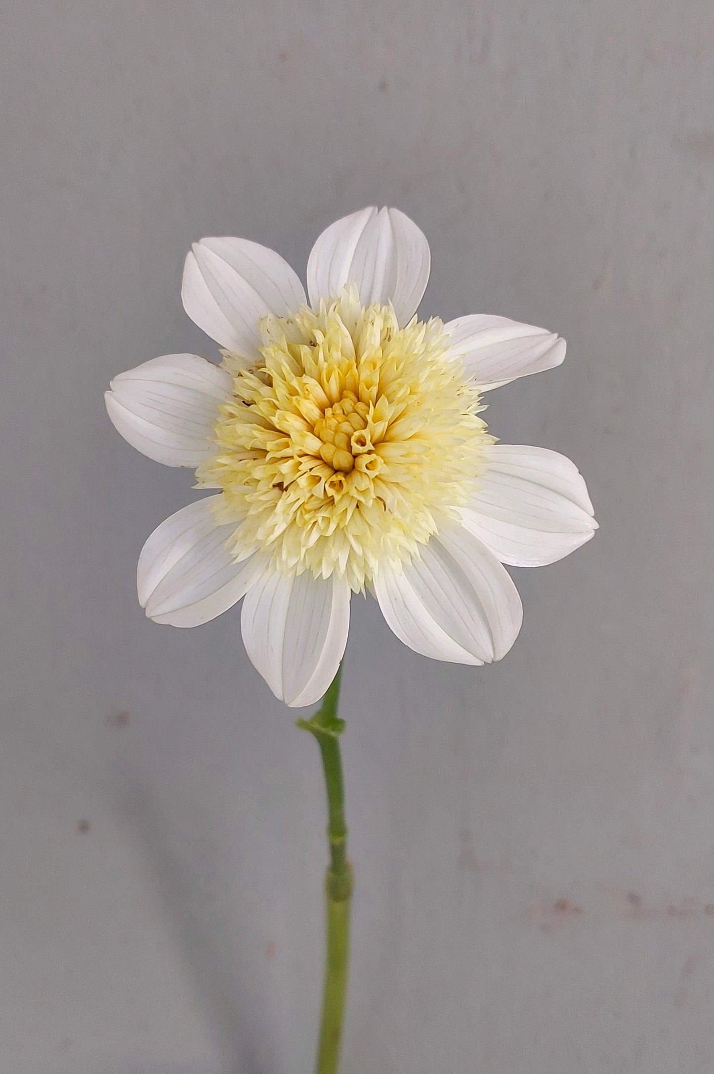 Dahlia "Platinum Blonde"