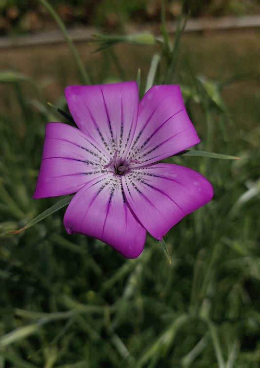 Agrostemma Purple