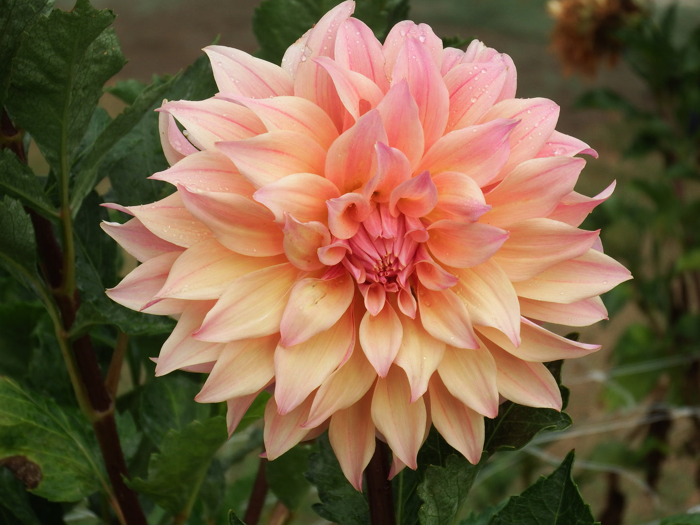 Dahlia "Labyrinth"