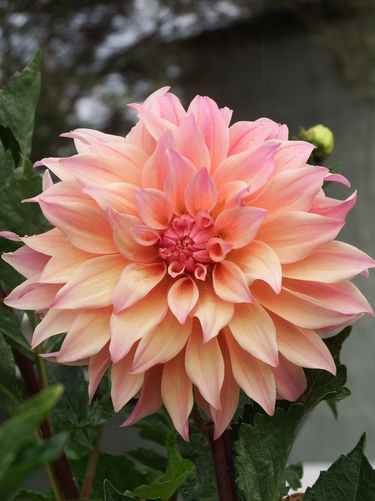 Dahlia "Labyrinth"