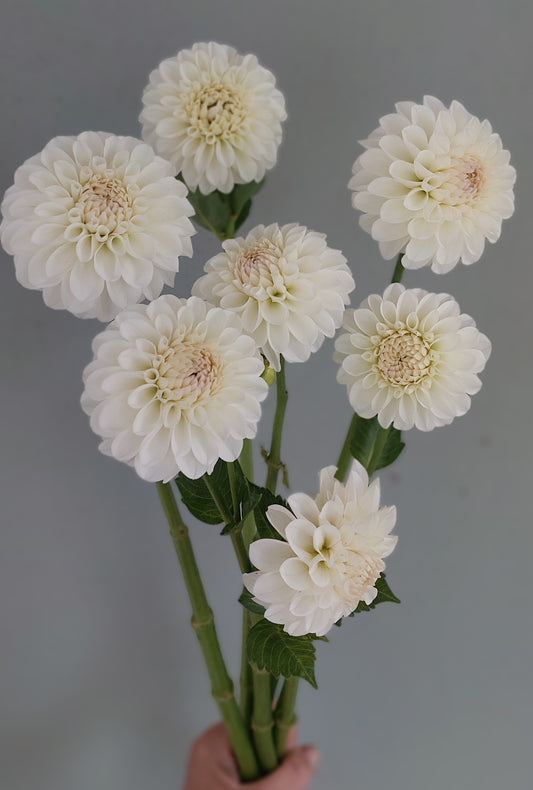 Dahlia "Boom Boom White"