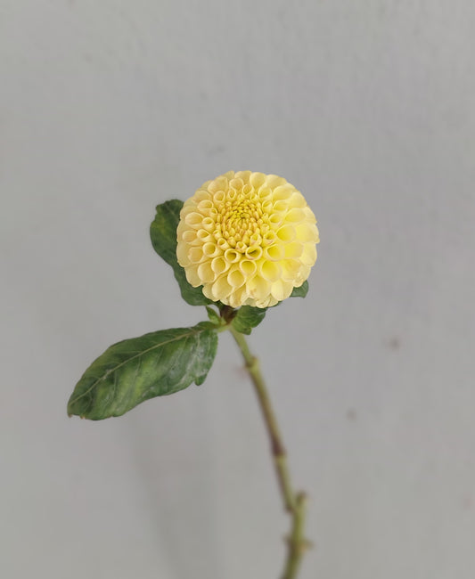 Dahlia "Buttercup"