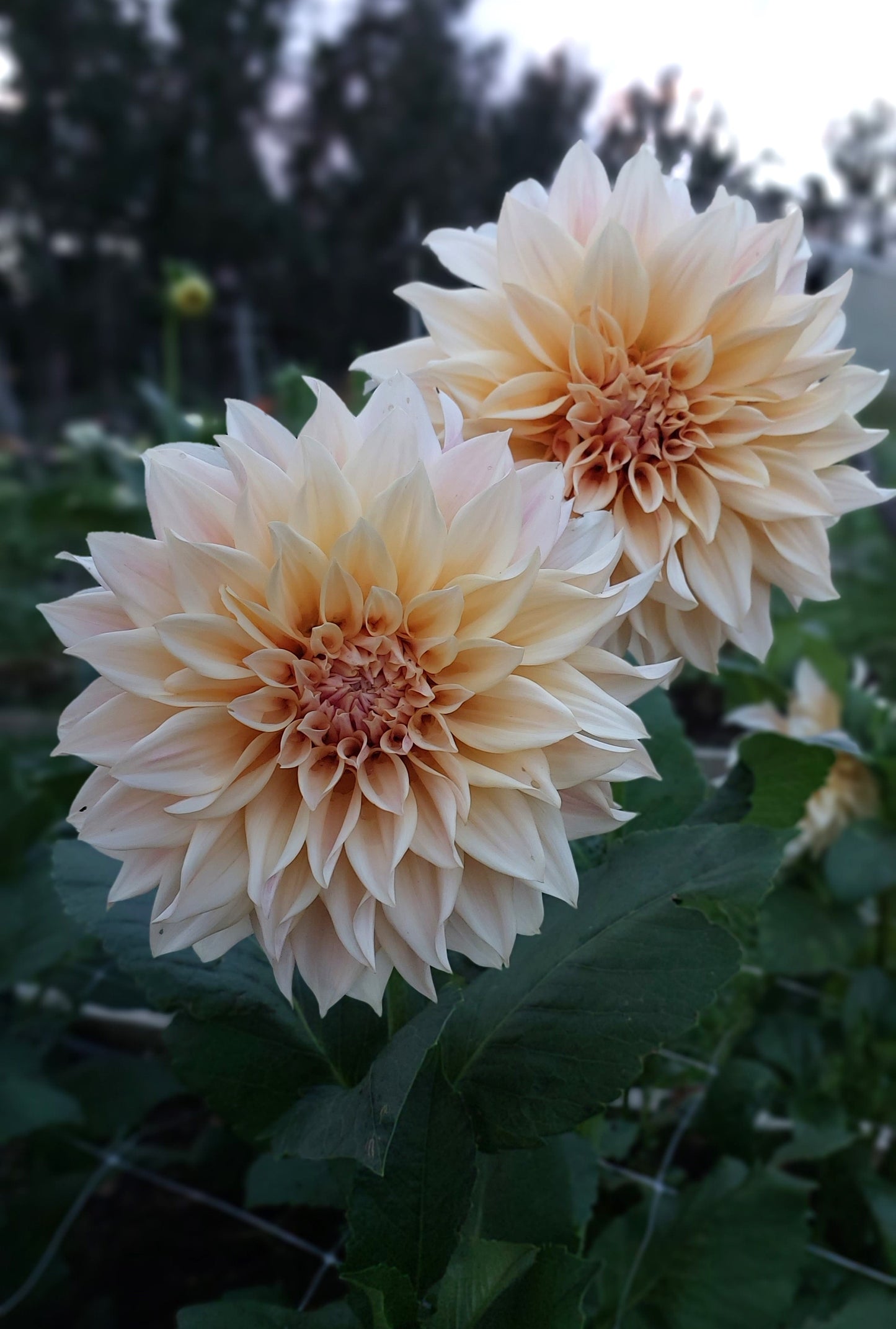 Dahlia "Cafe au Lait"