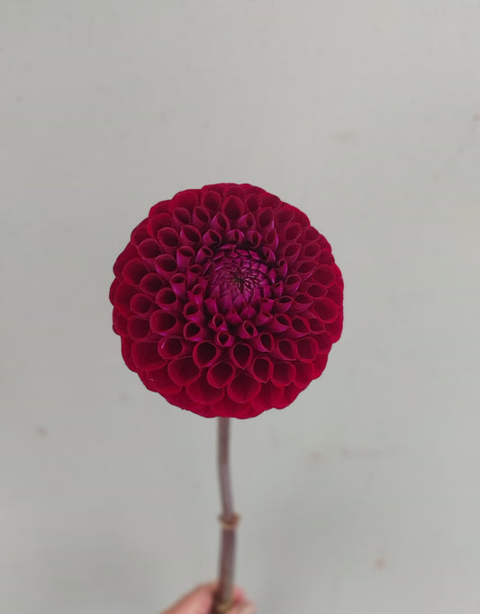 Dahlia "Ivanetti"