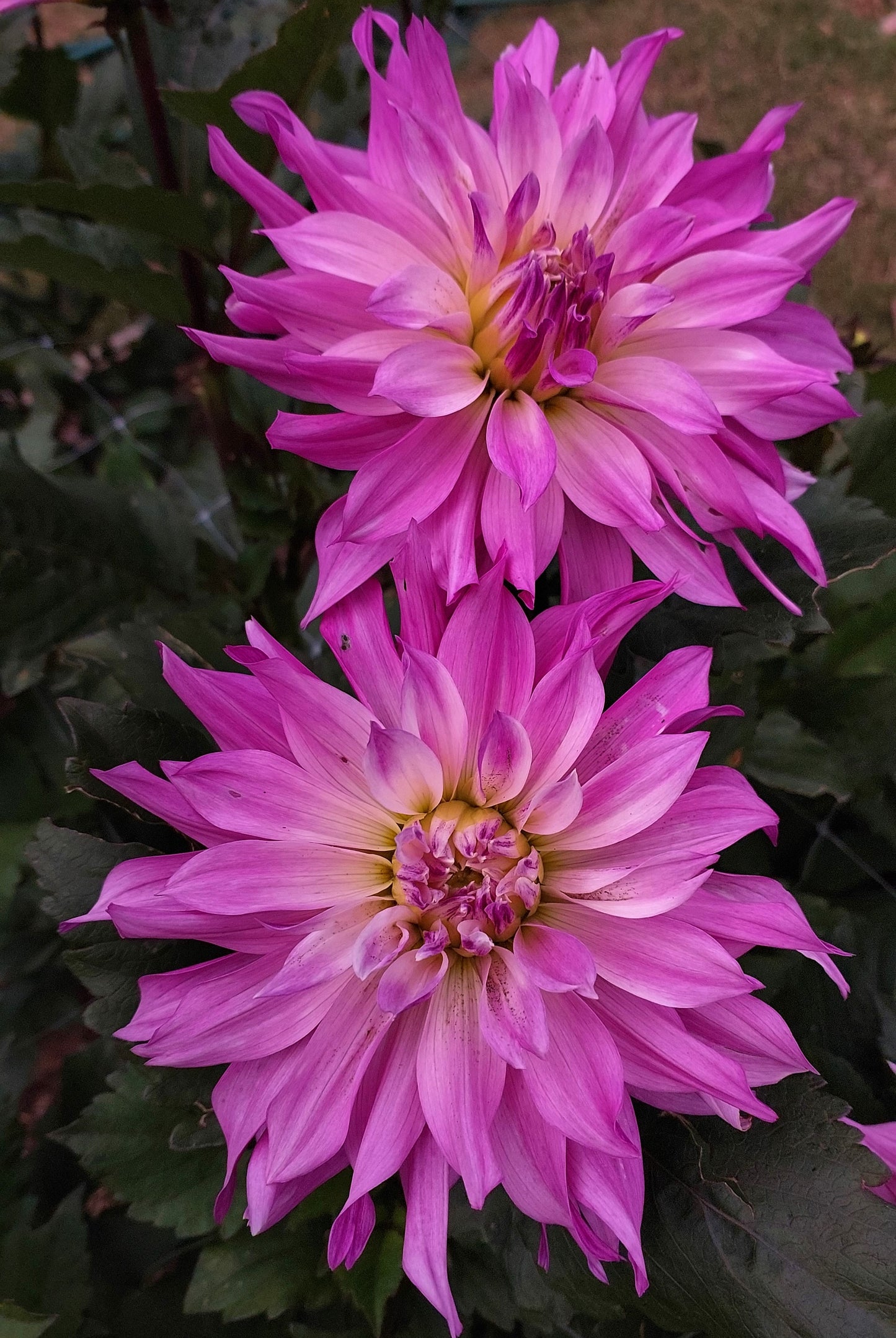 Dahlia "Labyrinth 2-tone"