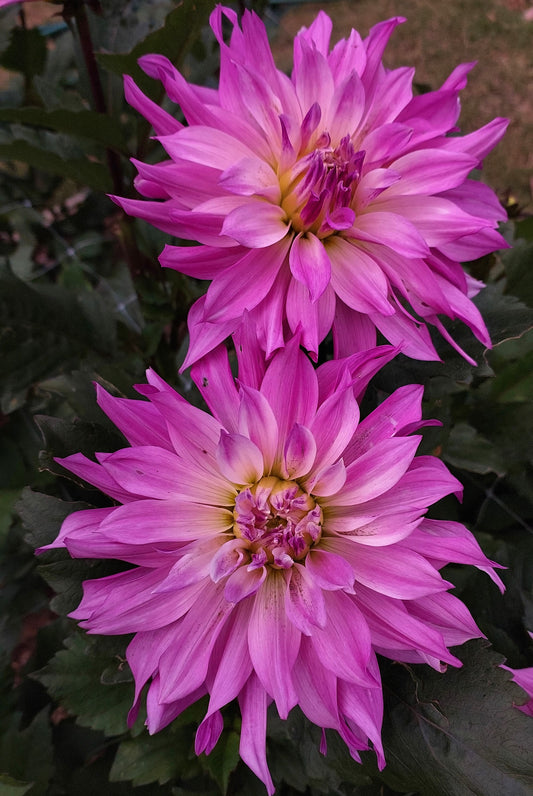 Dahlia "Labyrinth 2-tone"