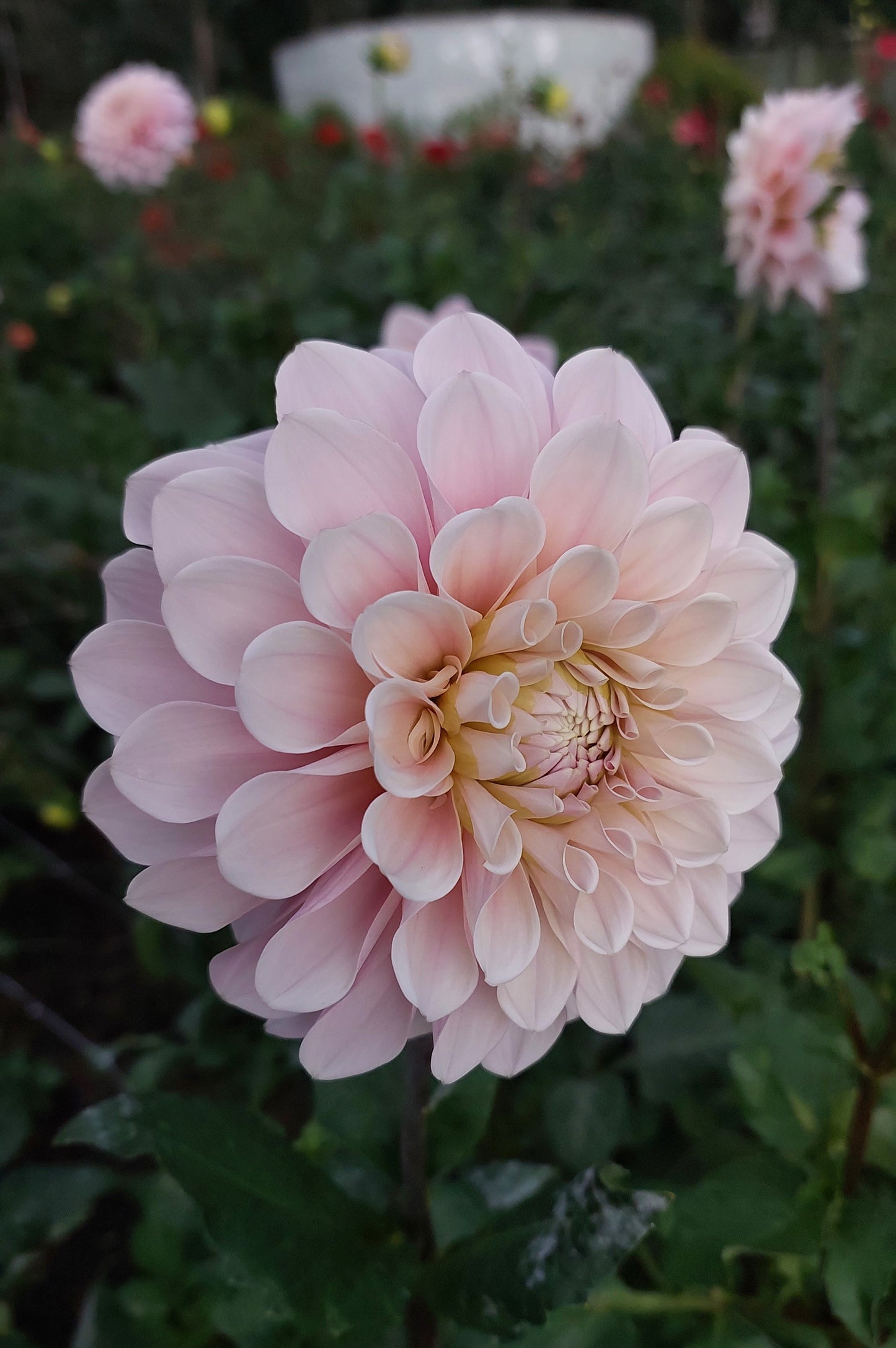 Dahlia "Sweet Nathalie"