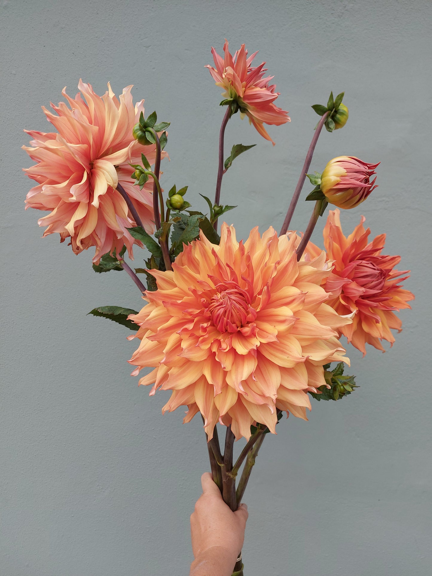 Dahlia “Hamari Gold”