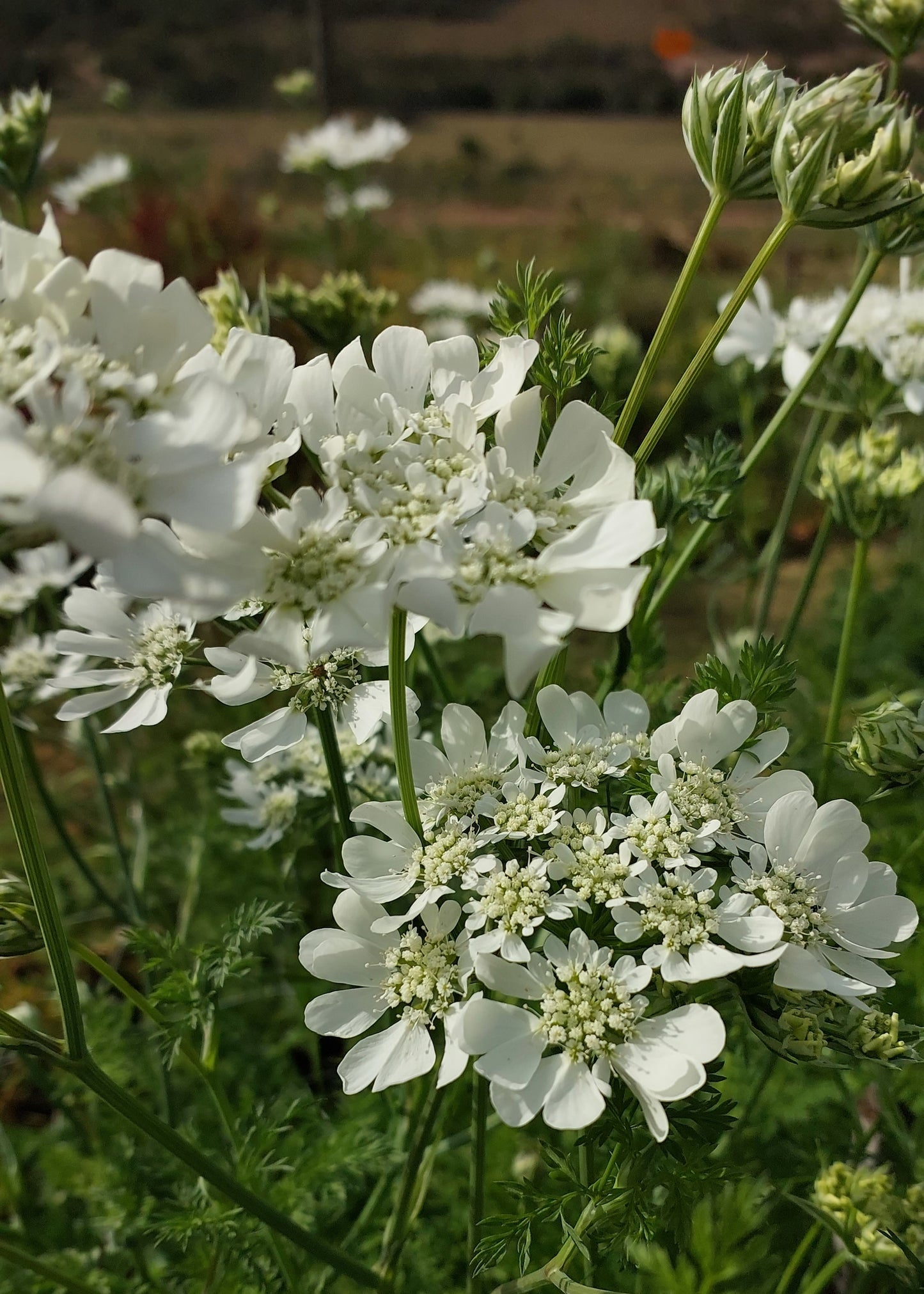 Orlaya grandiflora