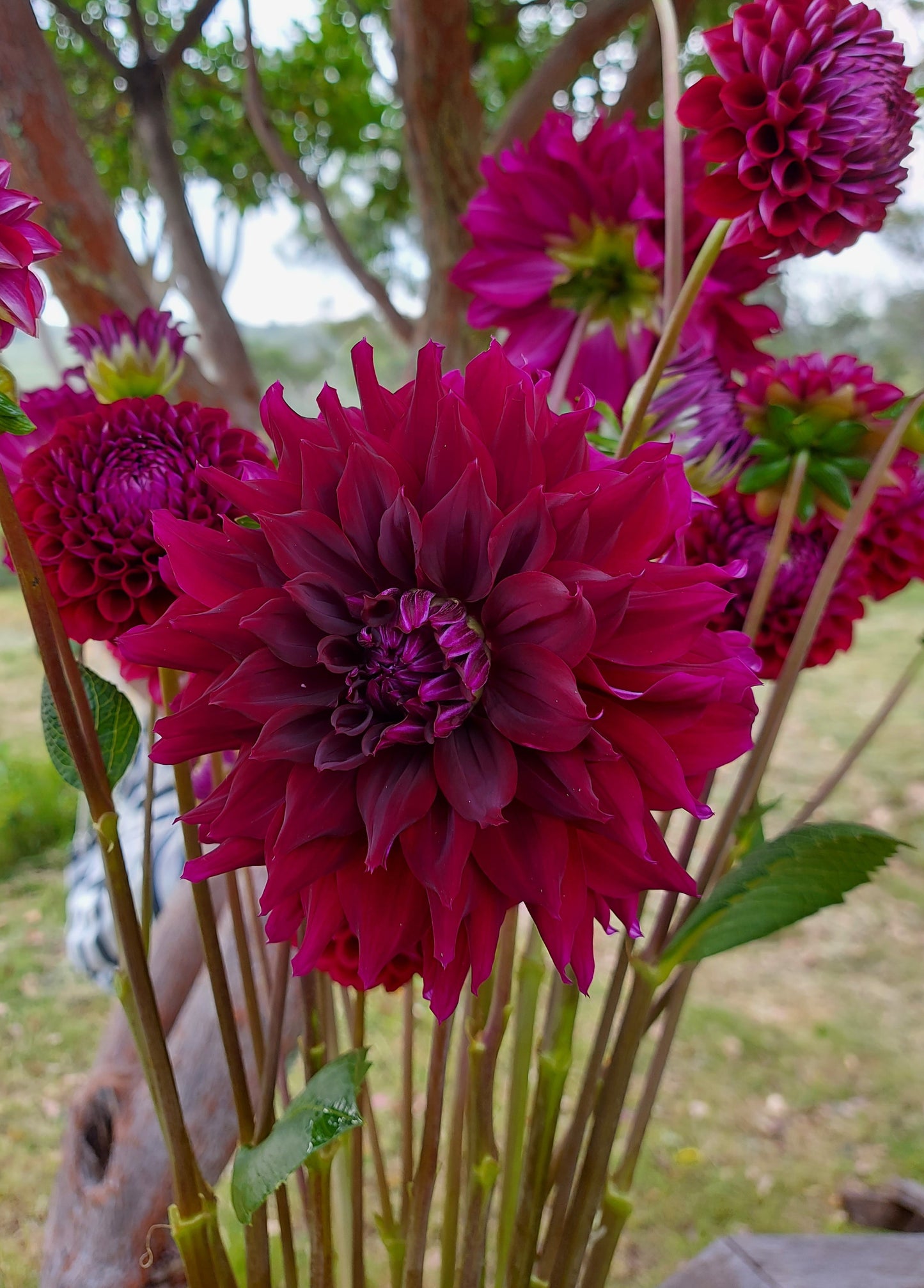 Dahlia "Rip City"