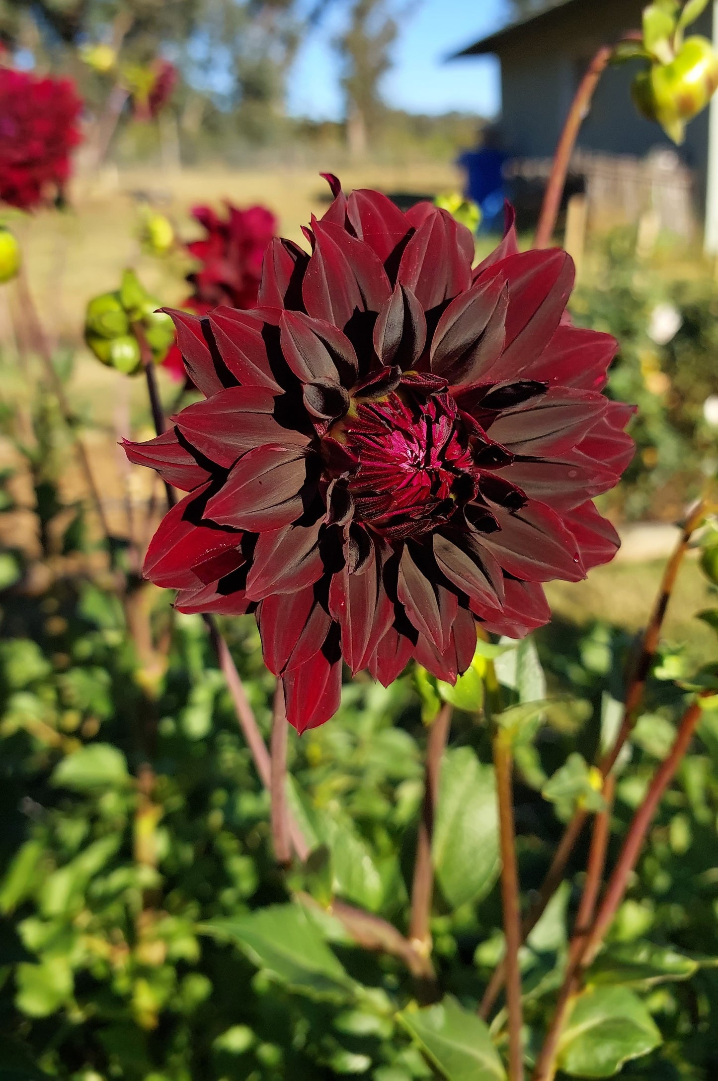 Dahlia "Rip City"