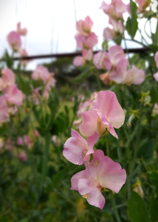 Sweet Pea "Alisa"