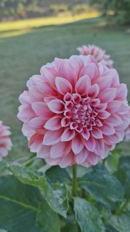 Dahlia “Peaches"